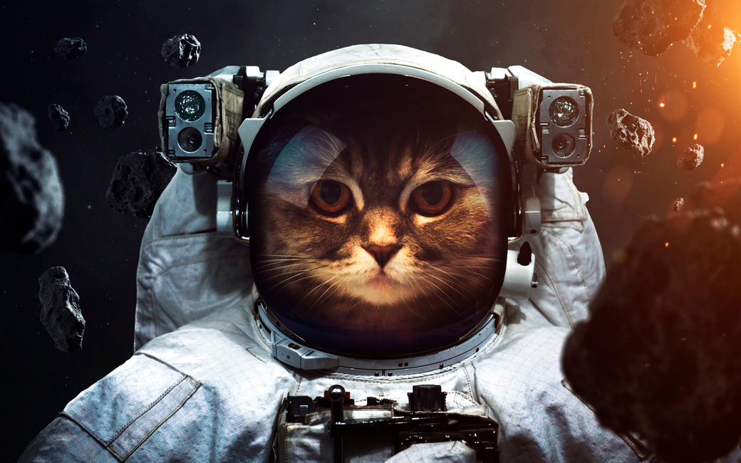 Brave cat astronaut at the spacewalk. Animals in space. Elements of this image furnished by NASA
